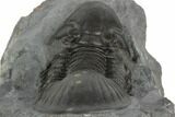 Huge, Paralejurus Trilobite - Mrakib, Morocco #192723-4